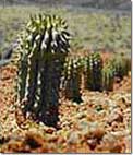 hoodia cactus